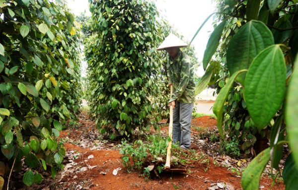Dak Nong: The secret of growing pepper has profit in the price storm of Thuan Ha farmers